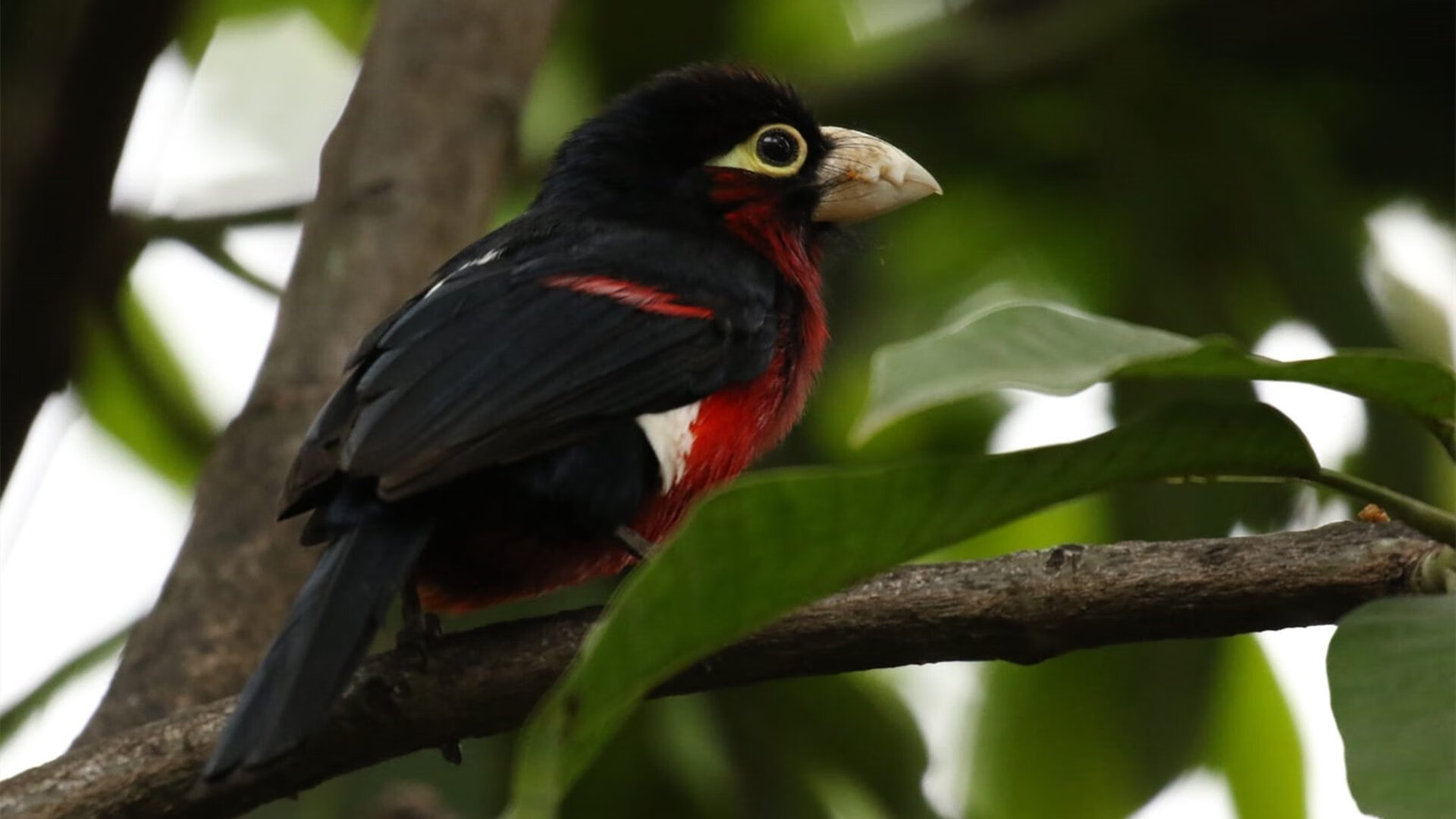 当爵士奏响开拓者的终章,爱德华兹的F1式年度争冠接管