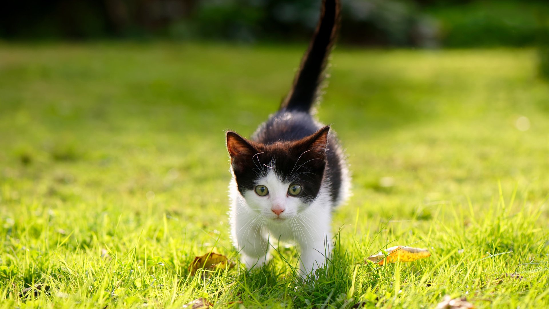 跨越重洋的巅峰对决，伊萨克全程高能输出，尤文终胜美国之战