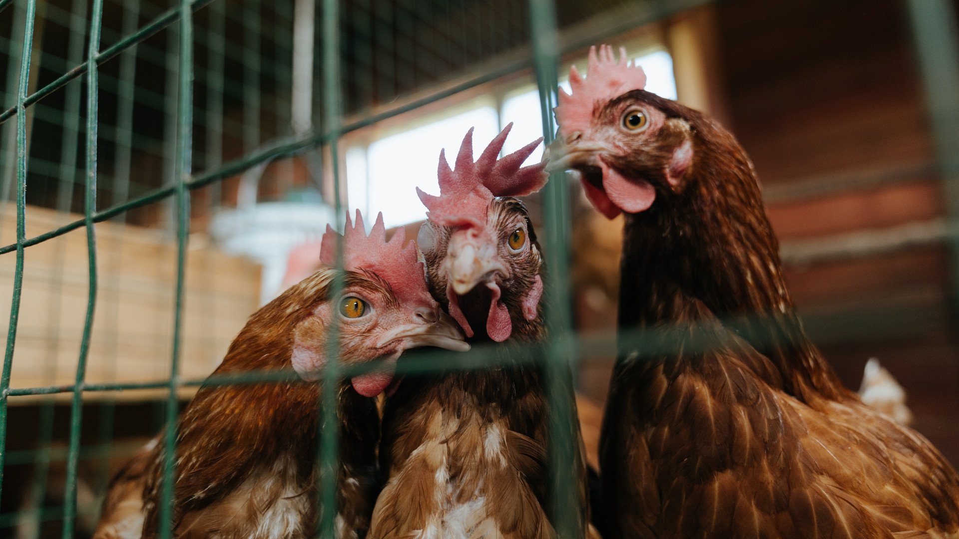 北境风暴与亚平宁铁闸，当苏格兰冲垮芬兰，布雷默在意甲焦点战接管比赛
