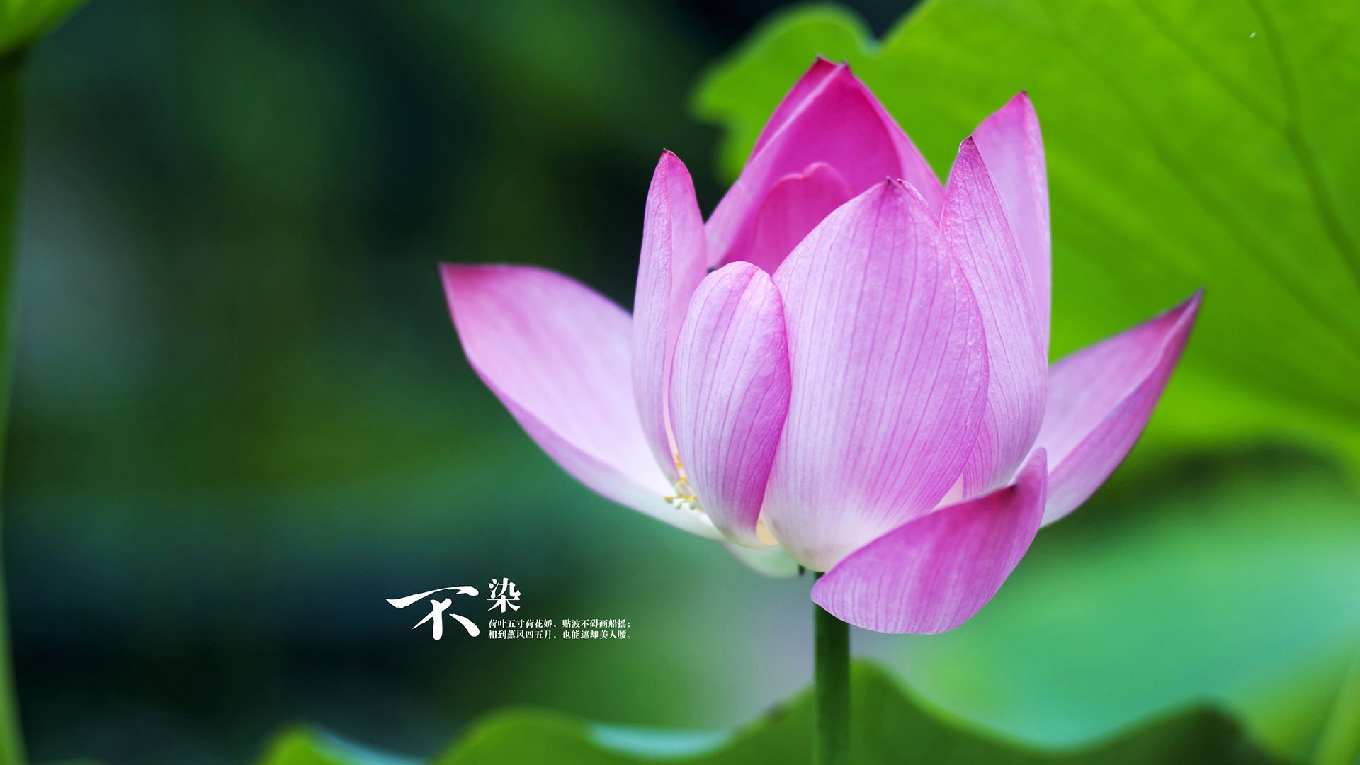 苏格兰狂胜加拿大，卡马文加一人导演逆转好戏