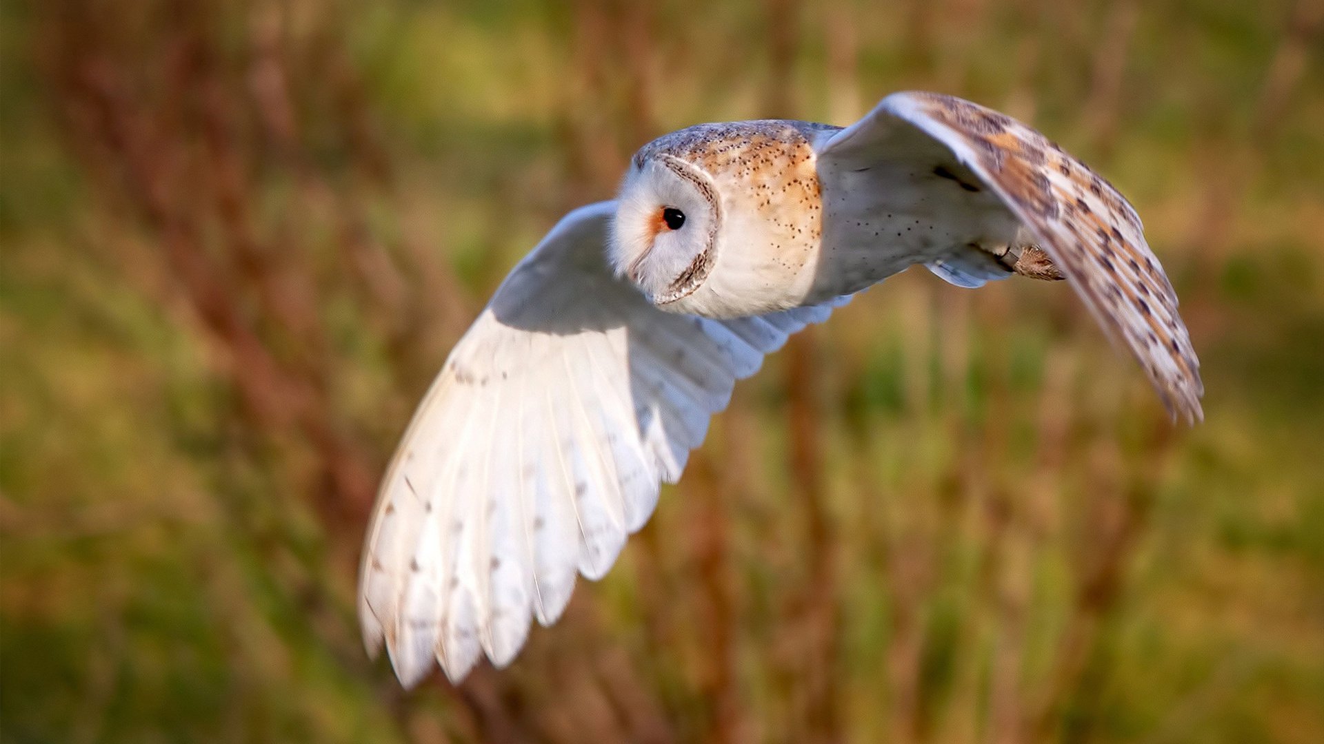 班凯罗的暗战，当灰熊掀翻活塞之夜，关键先生在另一个战场上醒来