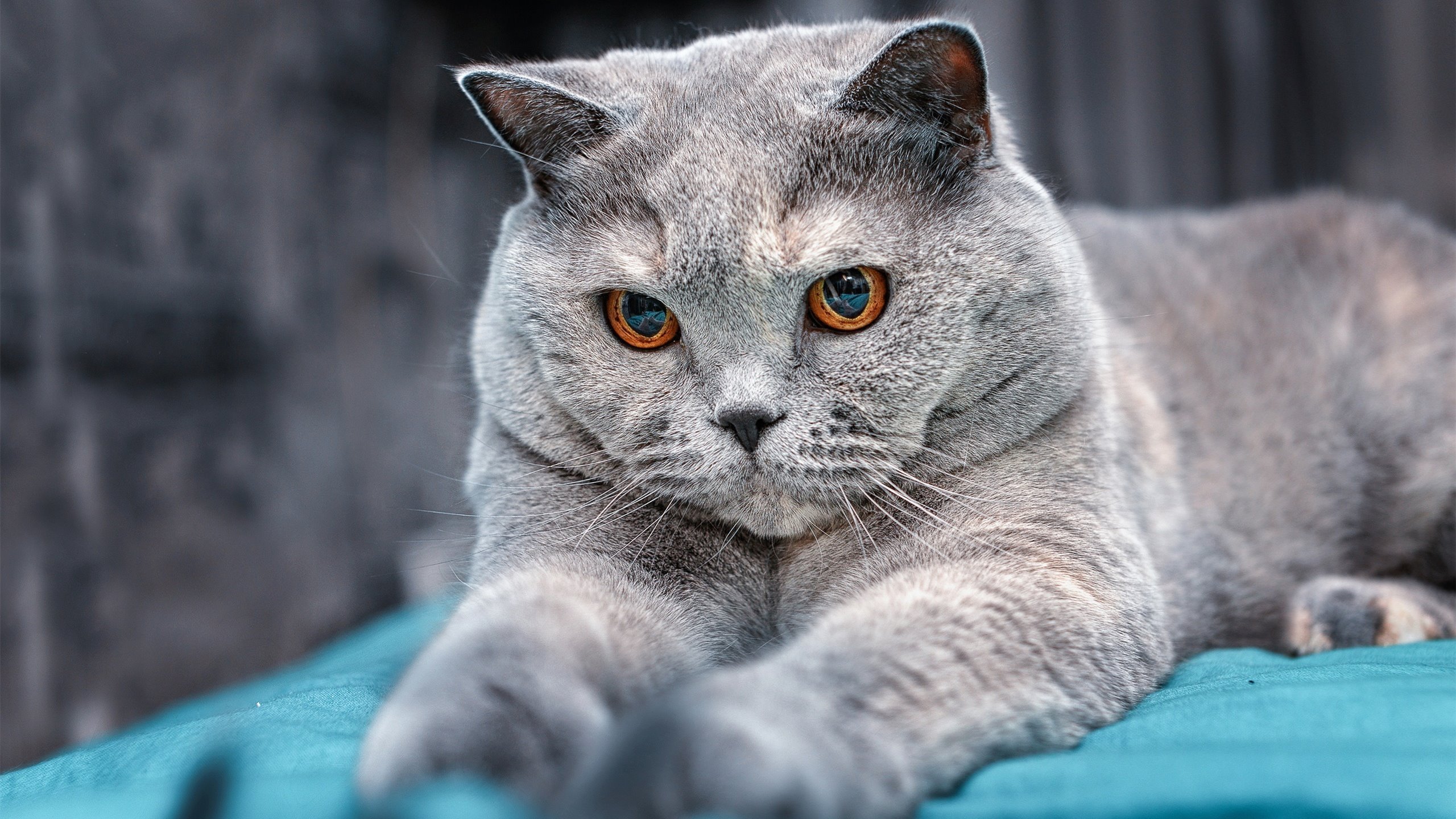 意志的利刃，当自我救赎成为最锋利的战术武器