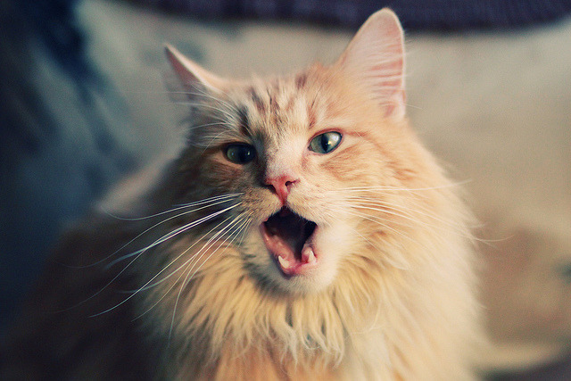 跨越大陆的篮球交响,吉林狂胜背后的团队哲学与切特在欧冠的孤星闪耀