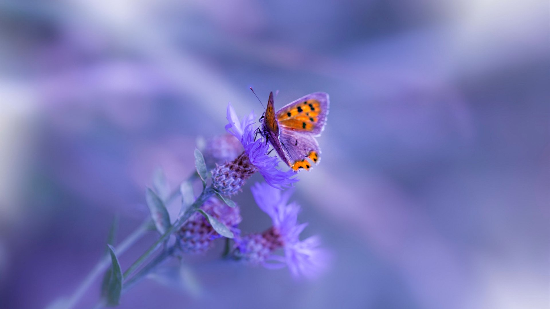 致命六秒，佩德里如何用一记跳投终结西决悬念