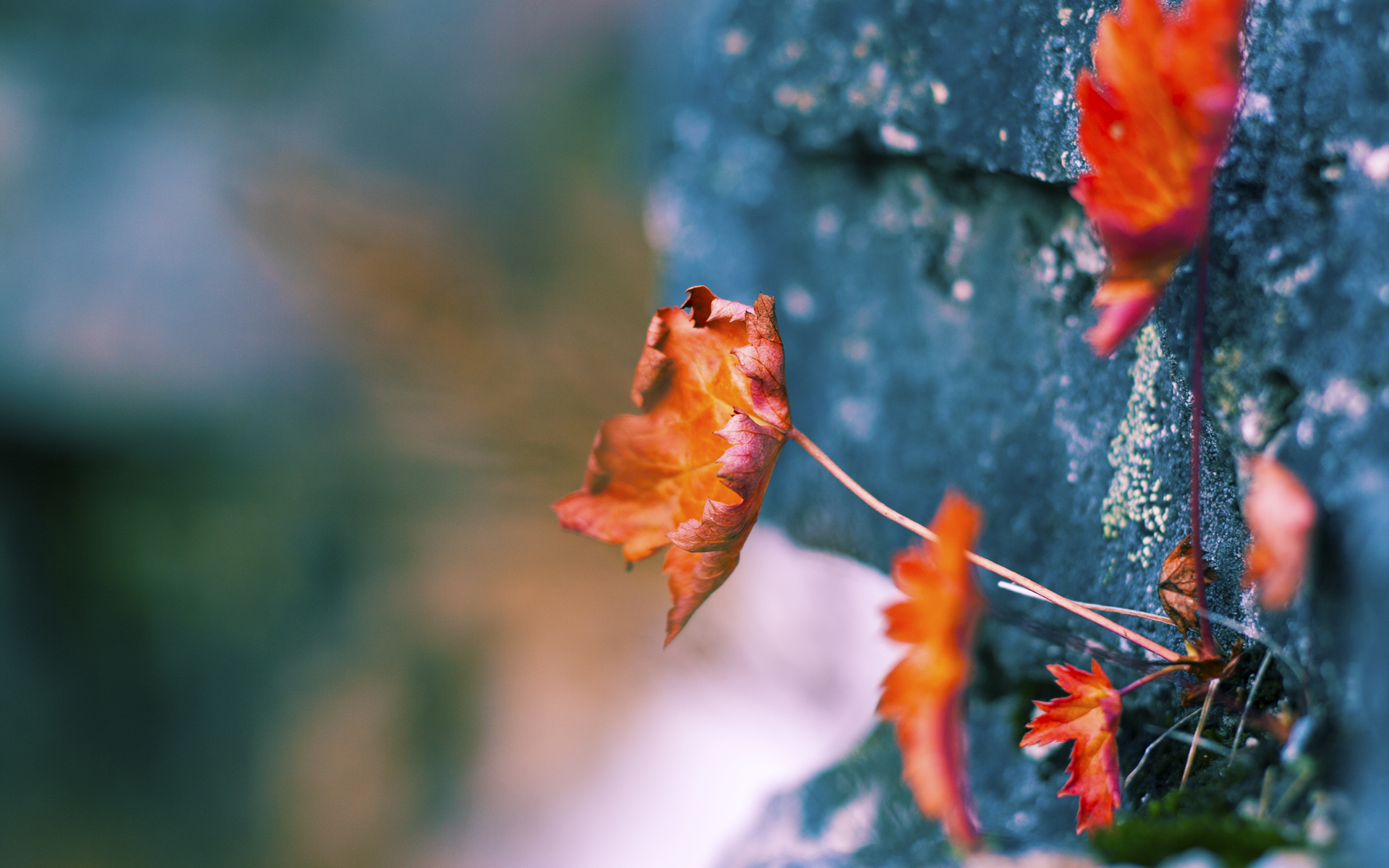 绿衫军团全面压制火箭，贝恩30分闪耀全场