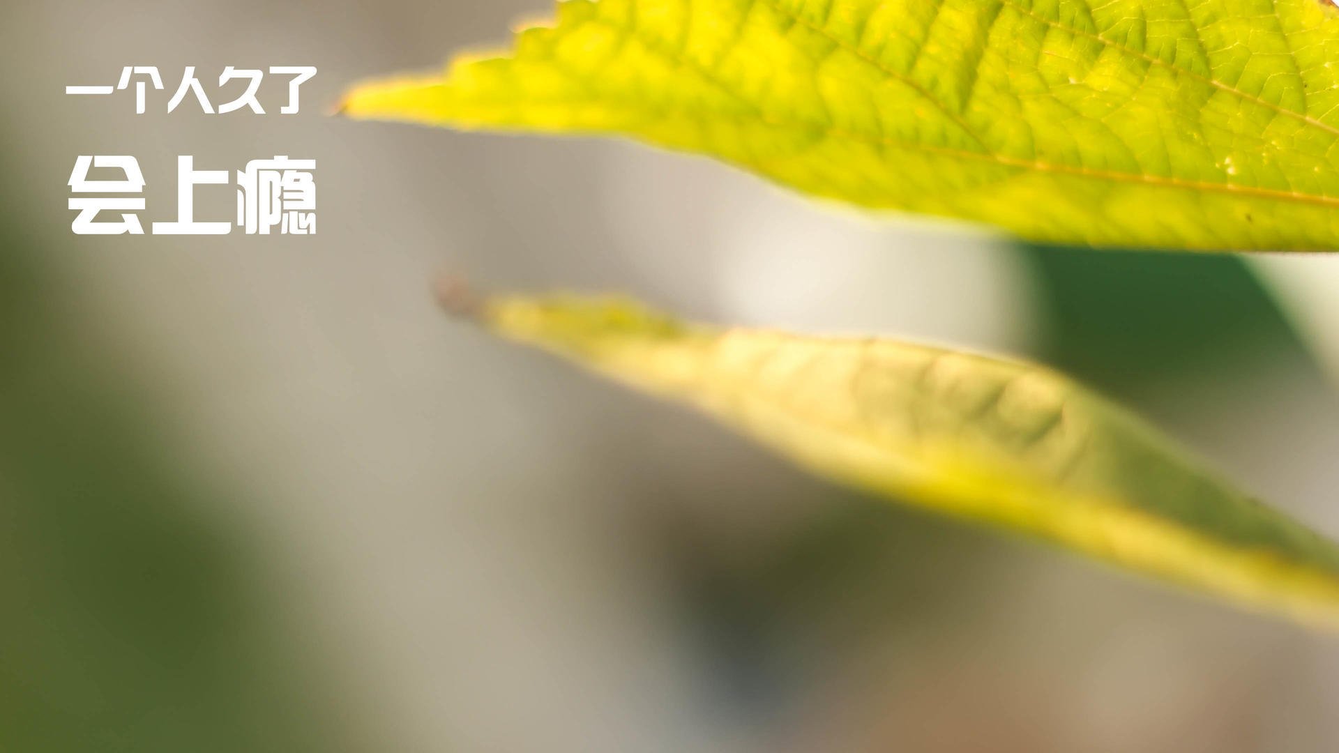 诺坎普之夜，佩德里的无解交响