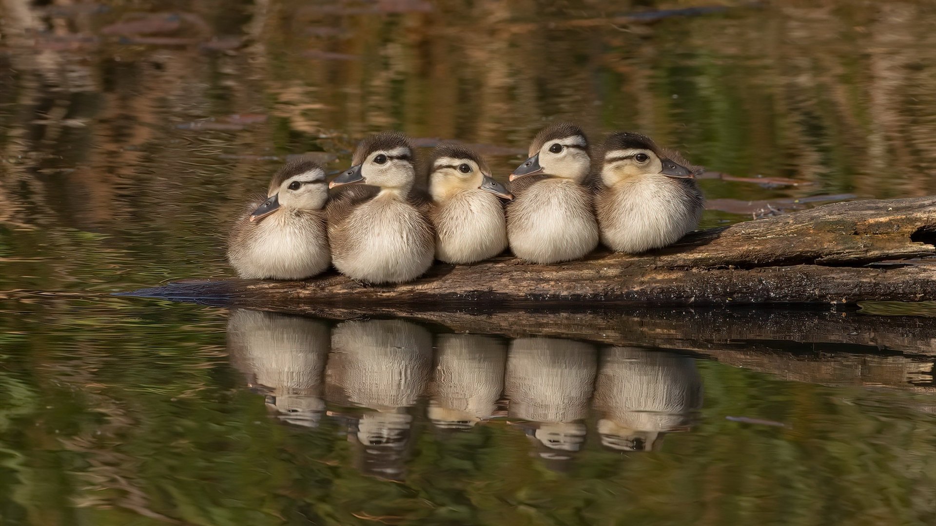 广东队纽约热身赛收割尼克斯 克莱观战三分连中引轰动