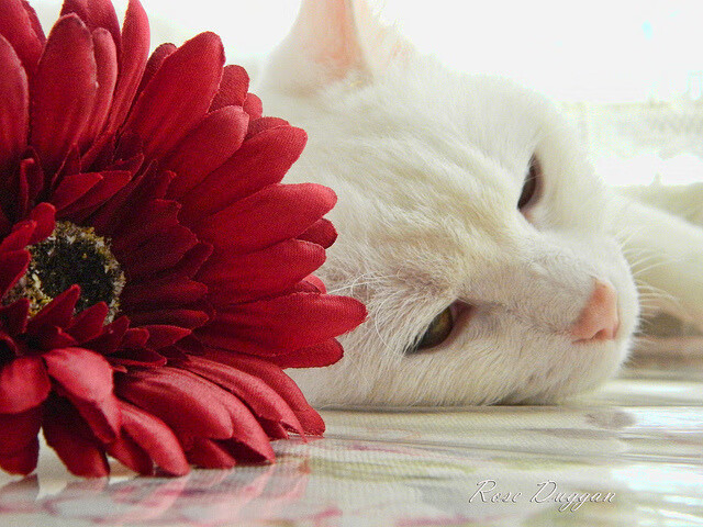 战术完胜！AC米兰高效一波带走亚特兰大，富安健洋赛后评分拉满诠释完美防守